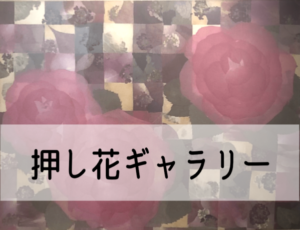 押し花ギャラリー